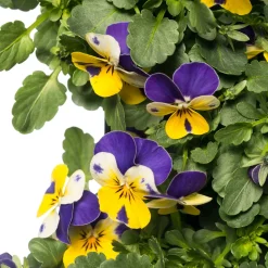 Stiefmütterchen Wandhänger (Viola) D 20 H cm