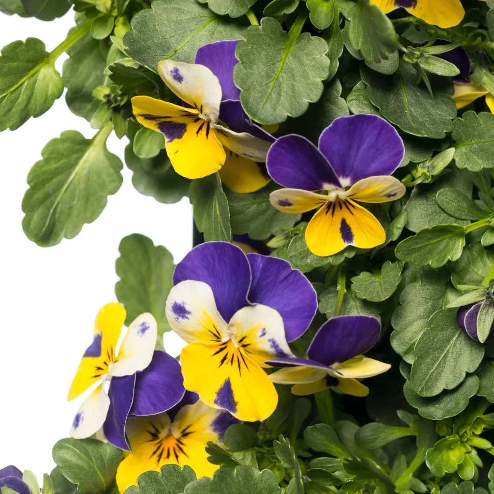 Stiefmütterchen Wandhänger (Viola) D 20 H cm