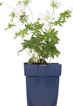 Storchschnabel (Geranium sanguineum 'Album') D 11 H 10 cm