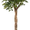 Strahlenaralie (Schefflera arboricola 'Compacta') D 27 H 120 cm