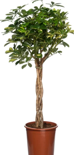 Strahlenaralie (Schefflera arboricola 'Compacta') D 27 H 120 cm