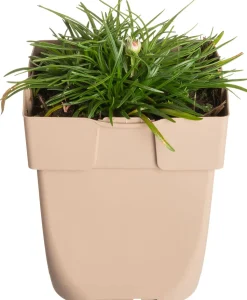 Strand-Grasnelke (Armeria 'Maritima') D 11 H 10 cm