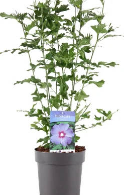 Straucheibisch (Hibiscus syriacus 'Oiseau Blue') D 23 H 60 cm