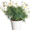 Strauchmargerite (Argyranthemum frutescens) weiß D 14 H 25 cm