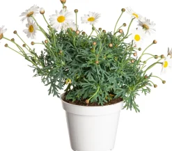 Strauchmargerite (Argyranthemum frutescens) weiß D 14 H 25 cm