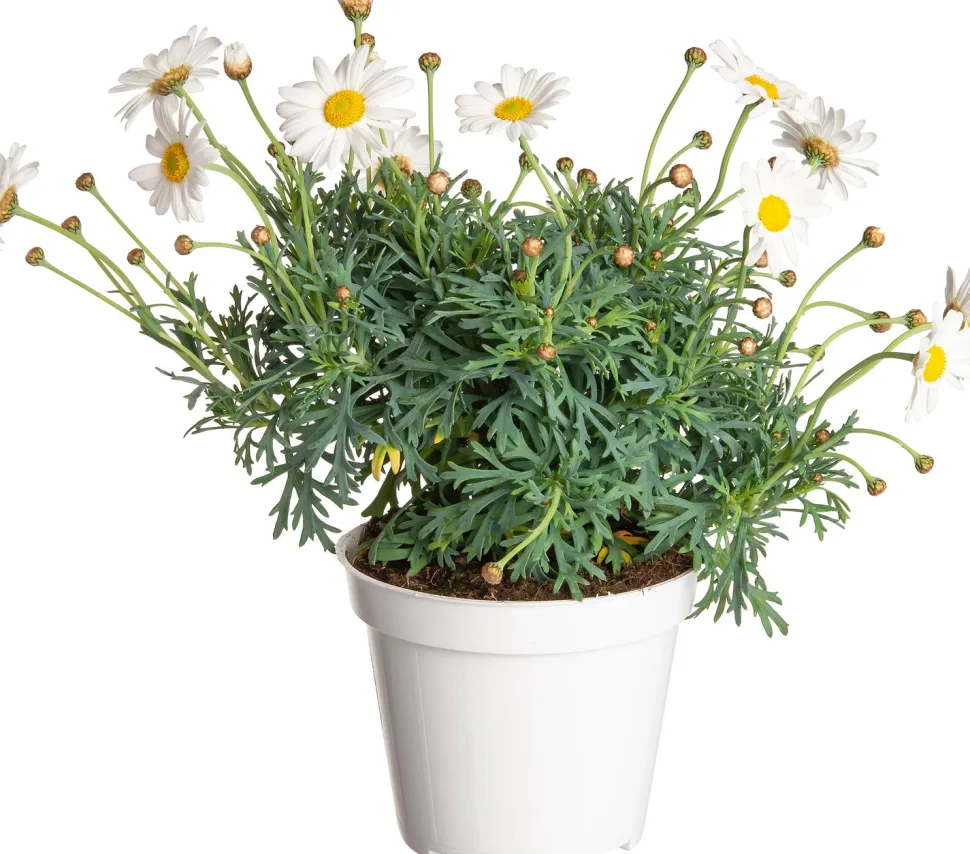 Strauchmargerite (Argyranthemum frutescens) weiß D 14 H 25 cm