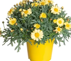 Strauchmargerite (Argyranthemum frutescens) gelb D 14 H 25 cm