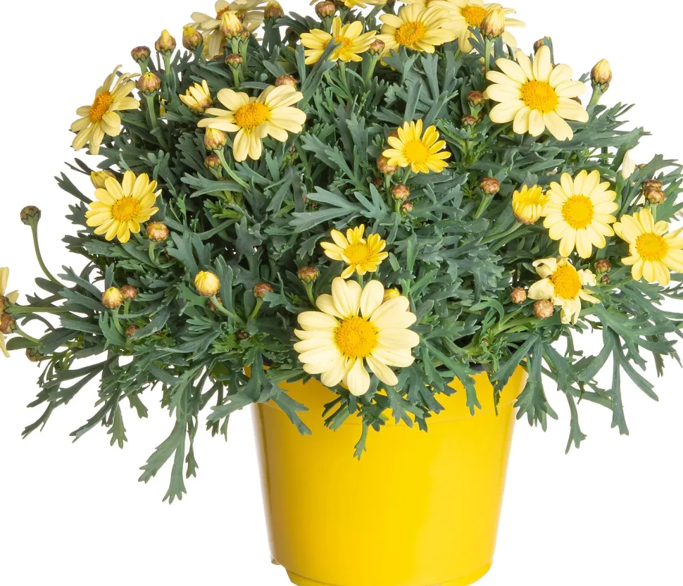 Strauchmargerite (Argyranthemum frutescens) gelb D 14 H 25 cm
