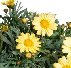 Strauchmargerite (Argyranthemum frutescens) gelb D 14 H 25 cm