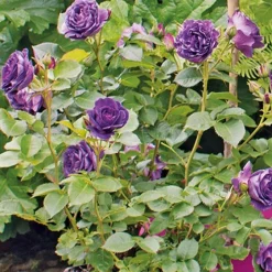 Strauchrose (Rosa minerva) D 23 H 35 cm