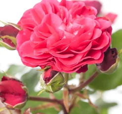Strauchrose (Rosa 'Red Meilove')