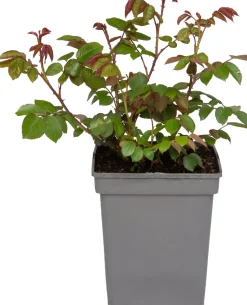 Strauchrose (Rosa 'Romina') D 23 H 25 cm