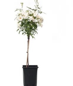 Strauchrose (Rosa 'Schneewittchen')