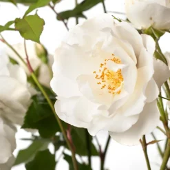 Strauchrose (Rosa 'Schneewittchen')