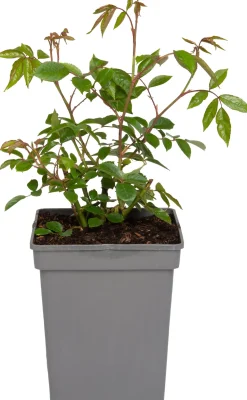 Strauchrose (Rosa 'Schneewittchen')