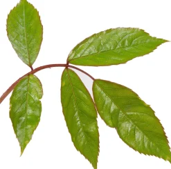 Strauchrose (Rosa 'Schneewittchen')