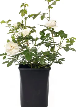 Strauchrose (Rosa 'White Meilove')