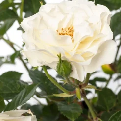 Strauchrose (Rosa 'White Meilove')