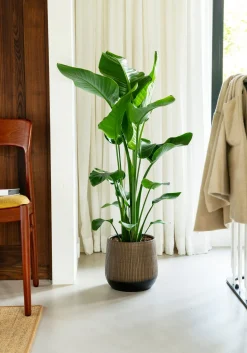 Strelitzie (Strelitzia nicolai) D 21 cm H 100 cm