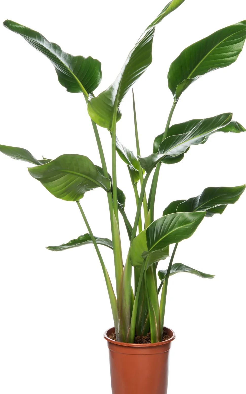 Strelitzie (Strelitzia nicolai) D 27 cm H 150 cm