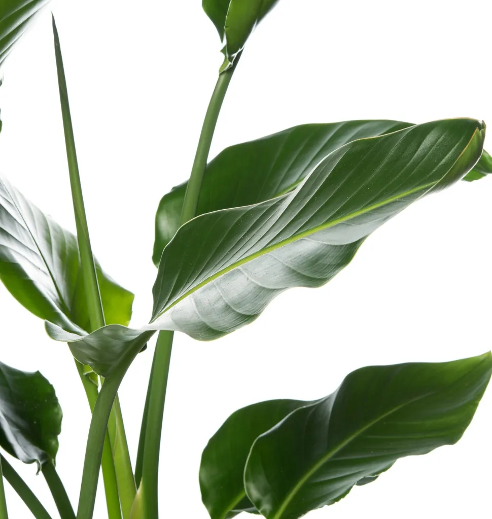 Strelitzie (Strelitzia nicolai) D 27 cm H 150 cm