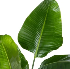 Strelitzie (Strelitzia nicolai) D 27 H 150 cm