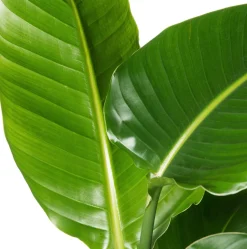 Strelitzie (Strelitzia nicolai) D 19 cm H 90 cm