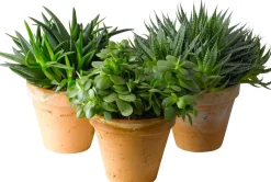 Sukkulenten im Topf D 13 cm H 40 cm