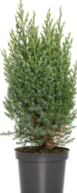 Säulenwacholder (Juniperus chinensis 'Stricta')