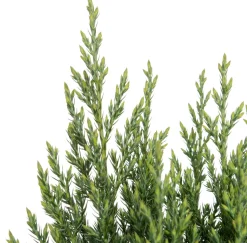 Säulenwacholder (Juniperus chinensis 'Stricta')