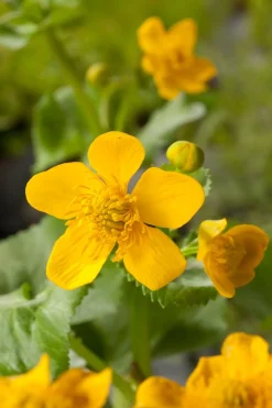 Sumpfdotterblume (Caltha Palustris) D 18 cm