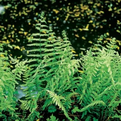 Sumpffarn (Thelypteris palustris) D 9 H 20 cm