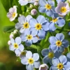 Sumpf-Vergissmeinnicht (Myosotis palustris) D 9 H 20 cm