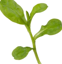 Sumpf-Vergissmeinnicht (Myosotis palustris) D 9 H 20 cm