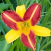 Taglilie (Hemerocallis 'Frans Hals')