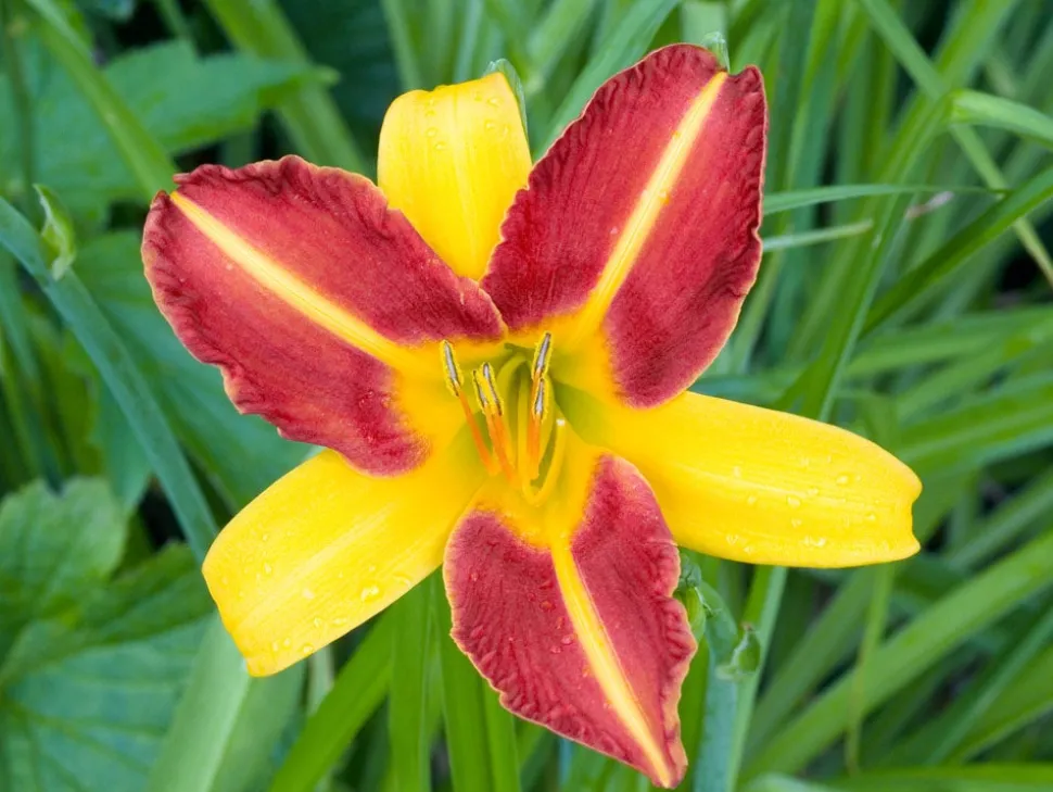 Taglilie (Hemerocallis 'Frans Hals')