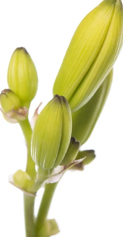 Taglilie (Hemerocallis 'Joan Senior') D 11 H 10 cm