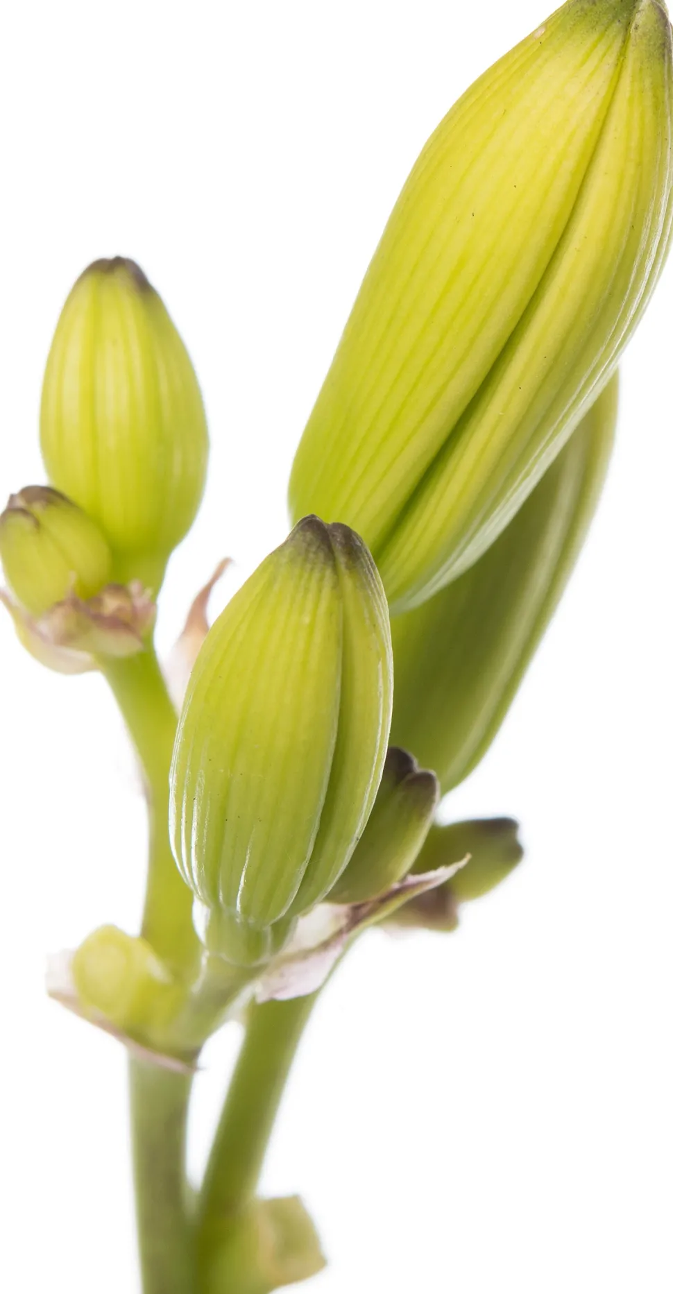 Taglilie (Hemerocallis 'Joan Senior') D 11 H 10 cm