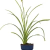 Taglilie (Hemerocallis 'Mini Pearl') D 11 H 10 cm