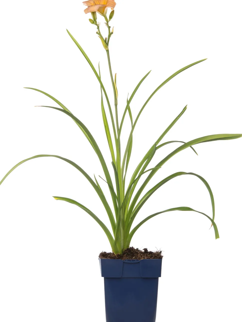 Taglilie (Hemerocallis 'Mini Pearl') D 11 H 10 cm