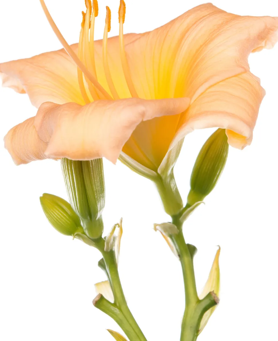 Taglilie (Hemerocallis 'Mini Pearl') D 11 H 10 cm