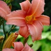 Taglilie (Hemerocallis 'Pink Damask')