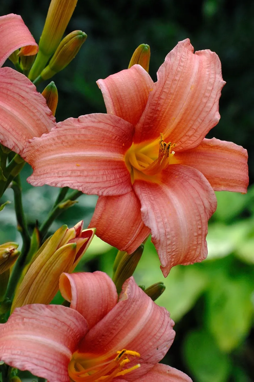 Taglilie (Hemerocallis 'Pink Damask')
