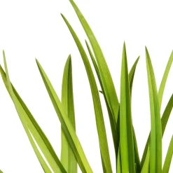 Taglilie (Hemerocallis 'Sammy Russell')