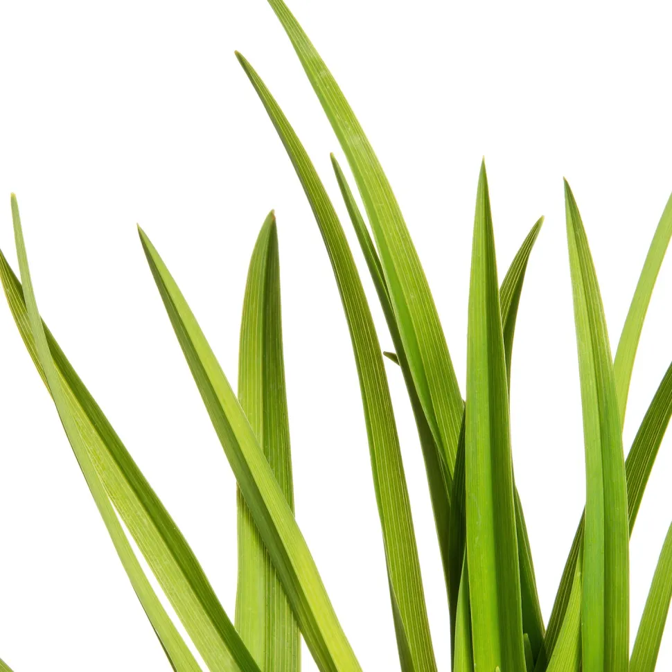 Taglilie (Hemerocallis 'Sammy Russell')