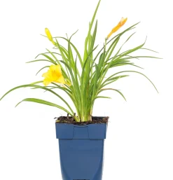 Taglilie (Hemerocallis 'Stella De Oro')