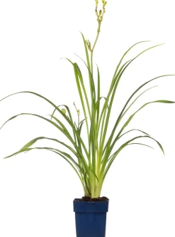 Taglilie (Hemerocallis 'Summer Wine') D 11 H 10 cm