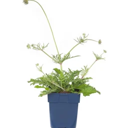 Tauben-Skabiose (Scabiosa Columbaria 'Butterfly Blue') D 11 cm