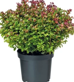 Traubenheide (Leucotho) D 23 H 30 cm