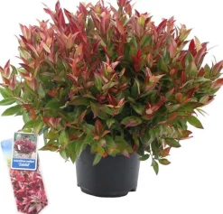 Traubenheide (Leucothoe axillaris 'Curly Red') D 17 H 35 cm